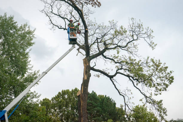 Leaf Removal in Midway, NC