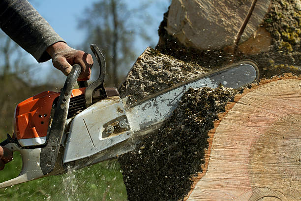 How Our Tree Care Process Works  in  Midway, NC